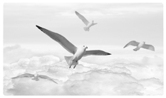 DNSEMP C 101 WT Journey Home Clouds Birds White